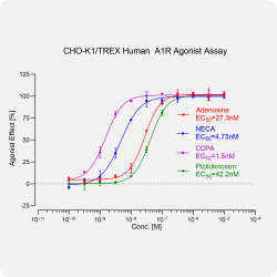 CHO-K1/TREX/Human A1R Stable Cell Line