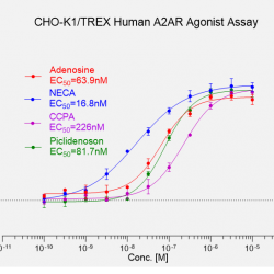 CHO-K1/TREX/Human A2AR