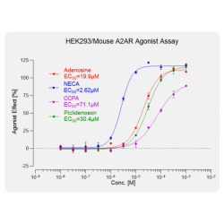 HEK293/Mouse A2AR
