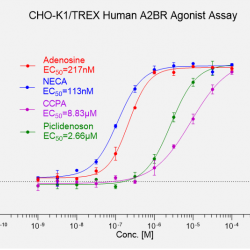 CHO-K1/TREX/Human A2BR