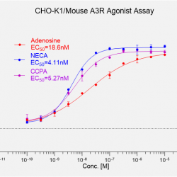 CHO-K1/Mouse A3R 