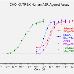CHO-K1/TREX Human A3R 
