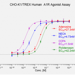CHO-K1/TREX/Human A1R