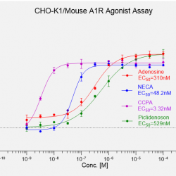 CHO-K1/Mouse A1R