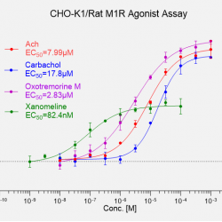 CHO-K1/Rat M1R 
